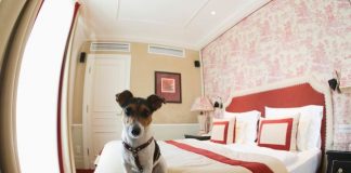 Hotel di Austria Ini Tawarkan Kamar Khusus Anjing
