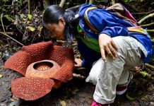 Jangan Terkecoh, Ini 6 Perbedaan Antara Rafflesia dan Bunga Bangkai