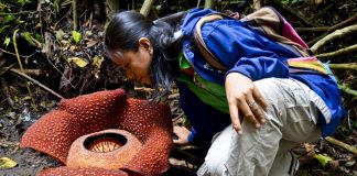 Jangan Terkecoh, Ini 6 Perbedaan Antara Rafflesia dan Bunga Bangkai