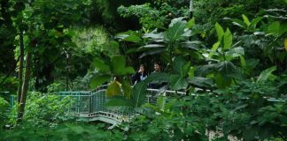 Florest Walk, Romantisme Hutan di Tengah Kota Bandung
