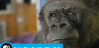 Ketika Gorilla Koko Berbicara Kematian