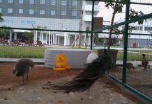 Menyaksikan Satwa Langka di Kebun Binatang Mini ala Aston Cirebon