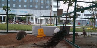 Menyaksikan Satwa Langka di Kebun Binatang Mini ala Aston Cirebon