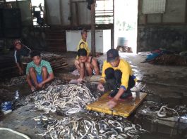Kampung Ular Kertasura, Manfaatkan Hama Ular Jadi Produk Fesyen Unik