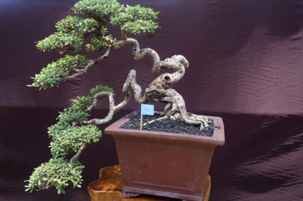 kontes bonsai terbesar di pangandaran