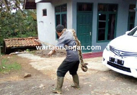 kakek dililit ular sanca 1